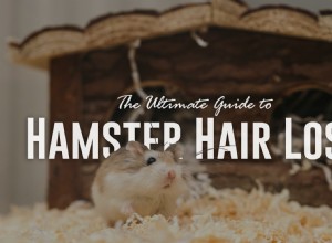 O melhor guia para queda de cabelo em hamster