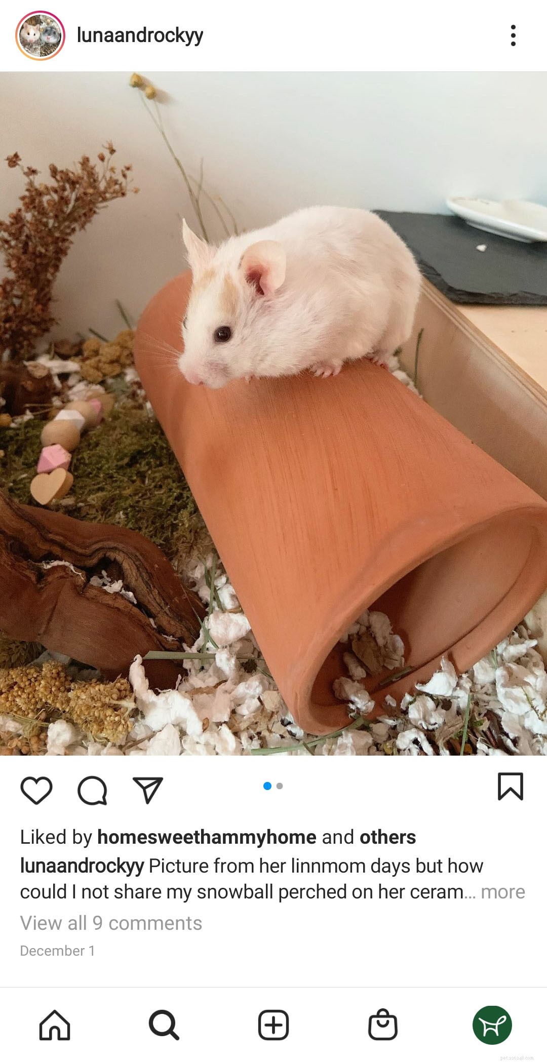 Le guide ultime de la perte de poils des hamsters