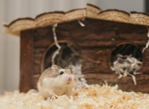Här är några vanliga hälsoproblem som din hamster kan uppleva och hur man hanterar dem