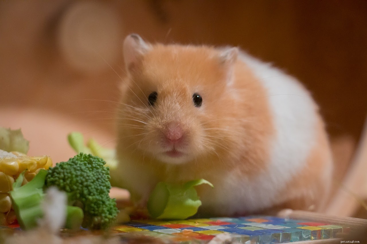 Aqui estão alguns problemas de saúde comuns que seu hamster pode enfrentar e como lidar com eles