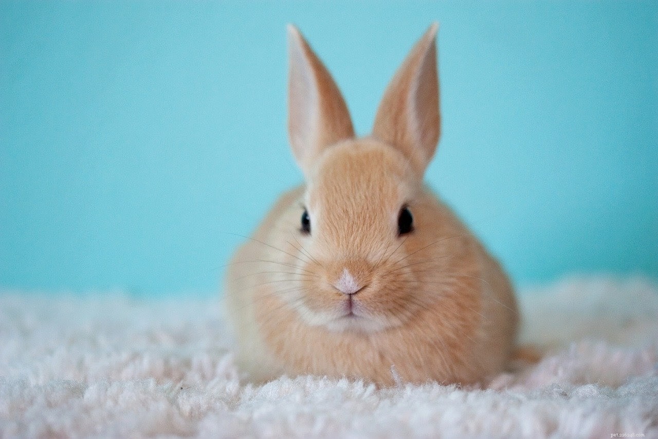 Wat het eigenlijk kost om een ​​konijn te adopteren
