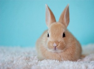 Quanto realmente custa adotar um coelho