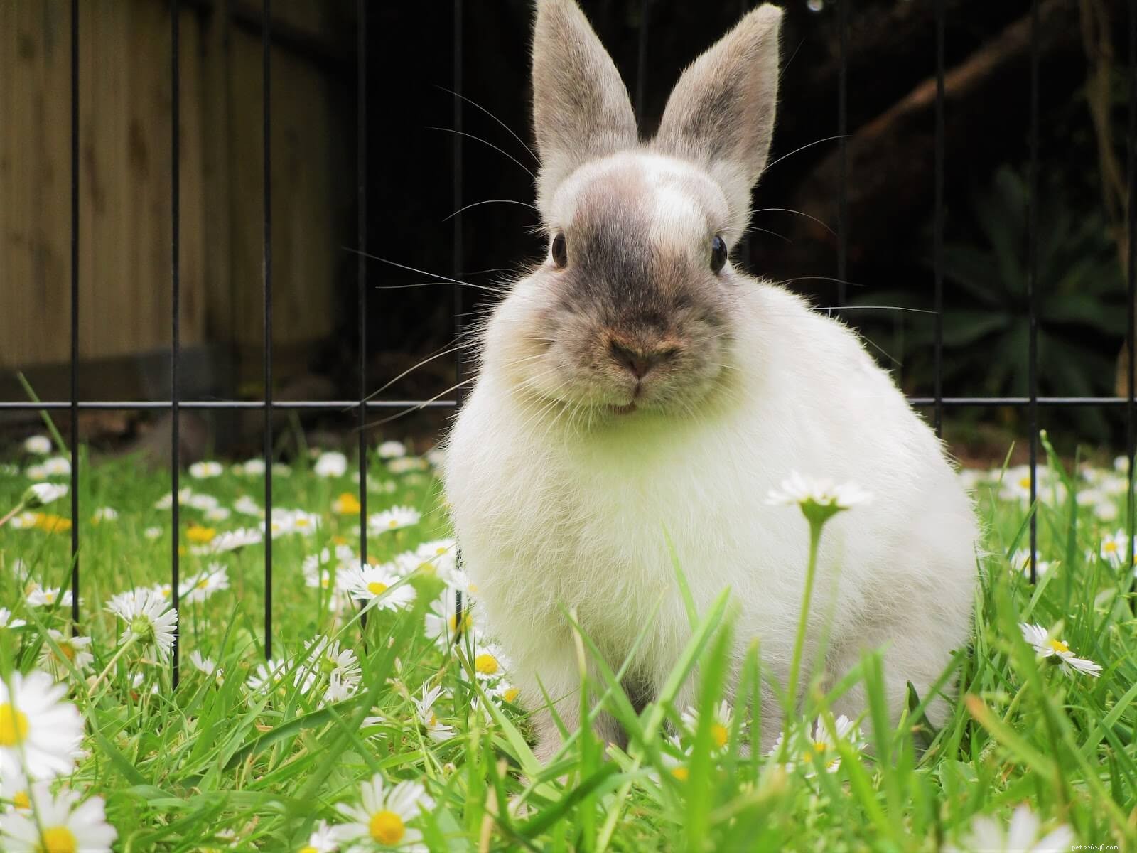 Vad det faktiskt kostar att adoptera en kanin