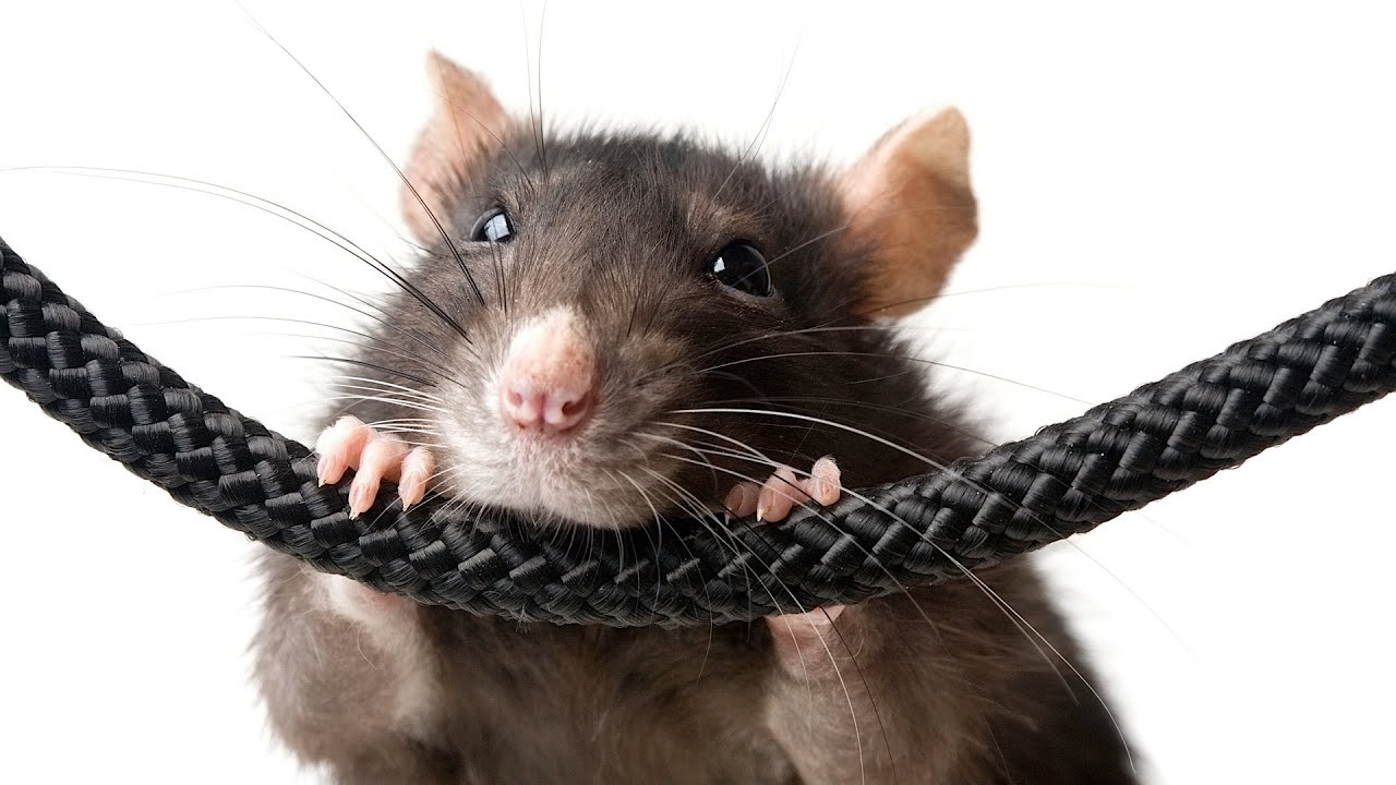 쥐가 적절한 영양을 섭취하고 있는지 확인하는 방법