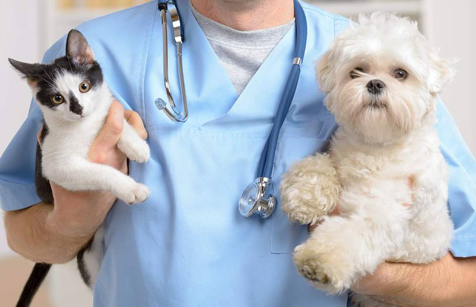 애완동물을 치료하는 데 도움이 되는 4가지 인간 응급 처치 제품