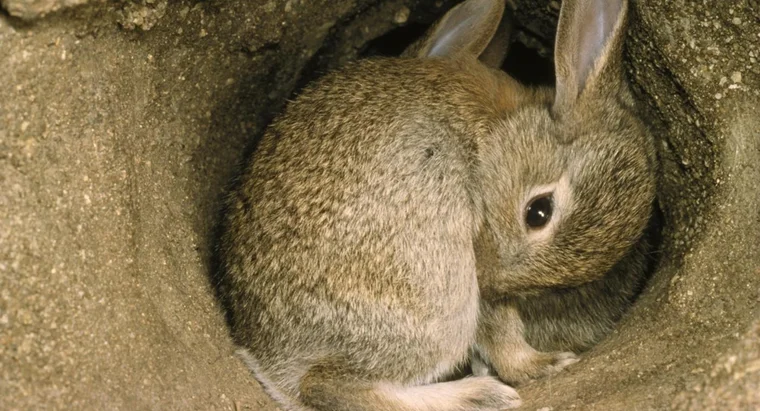 6 forniture di cui hai bisogno per un coniglietto 
