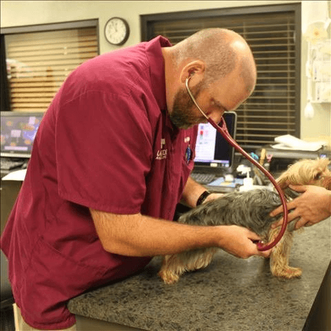 Jak učinit návštěvy veterináře v Houstonu méně stresujícími