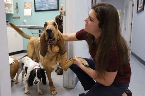 Как сделать посещение ветеринара менее стрессовым в Хьюстоне