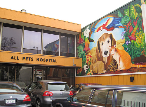 9 bästa av de bästa veterinärerna i San Francisco