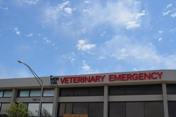 9 nejlepších z nejlepších veterinářů v San Franciscu