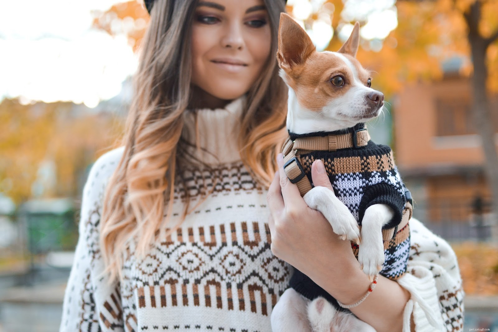 Potřebuje můj pes svetr? Kdy + Jak obléknout štěně do zimního počasí