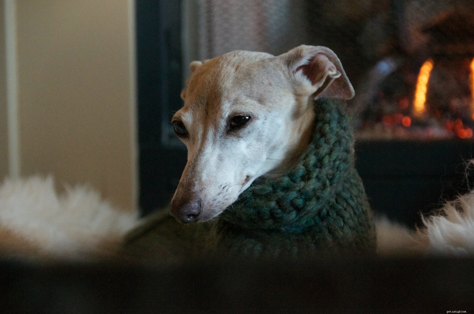 Il mio cane ha bisogno di un maglione? Quando + Come vestire il tuo cucciolo per il clima invernale