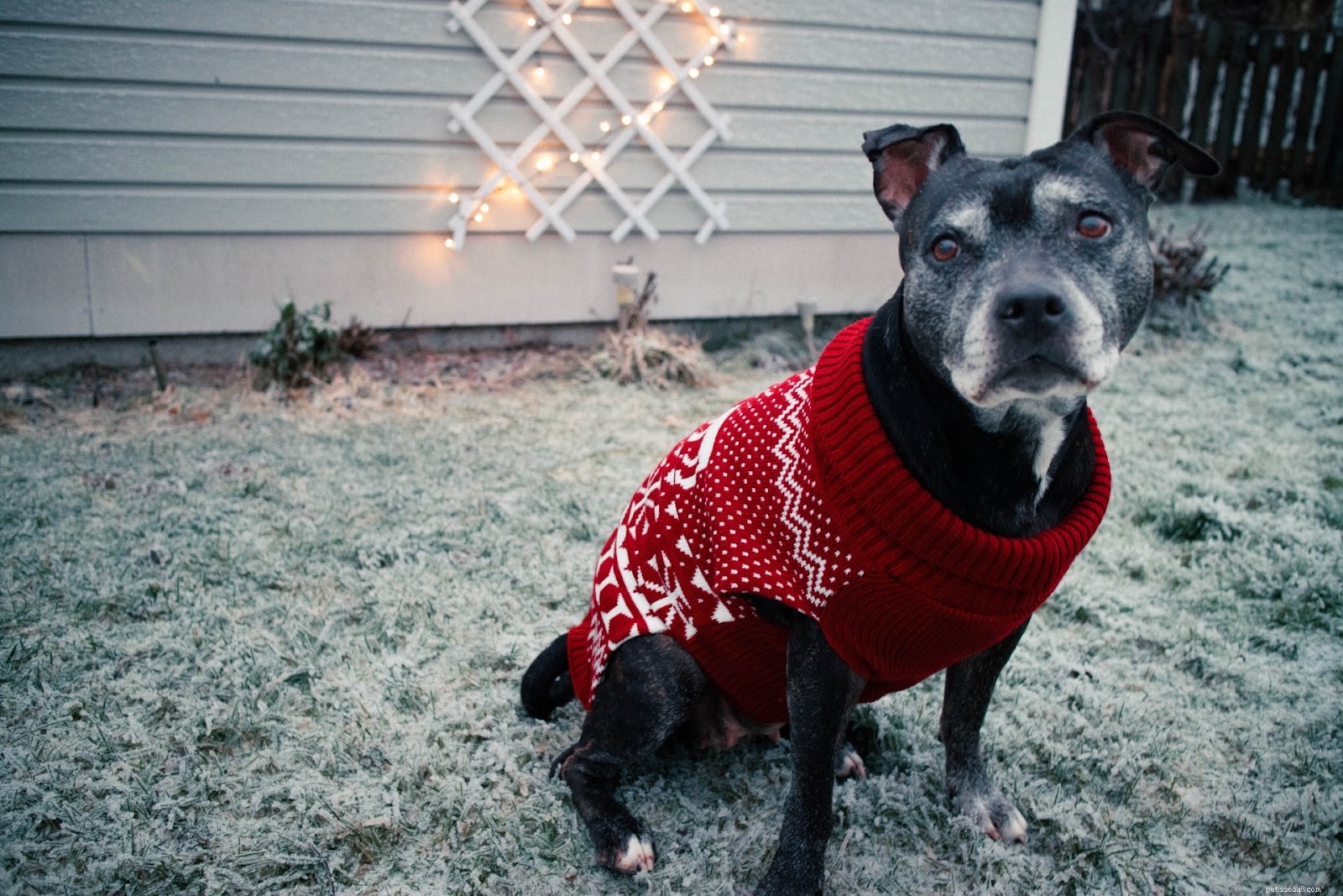 우리 강아지에게 스웨터가 필요합니까? 언제 + 겨울 날씨에 강아지 옷을 입히는 방법