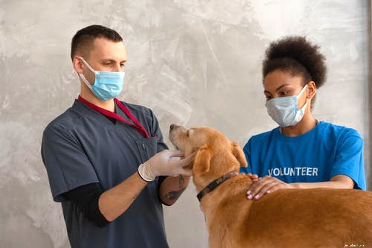 É seguro colocar peróxido de hidrogênio em uma ferida de cachorro?