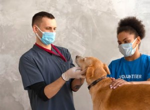 개 상처에 과산화수소를 바르는 것이 안전한가요?