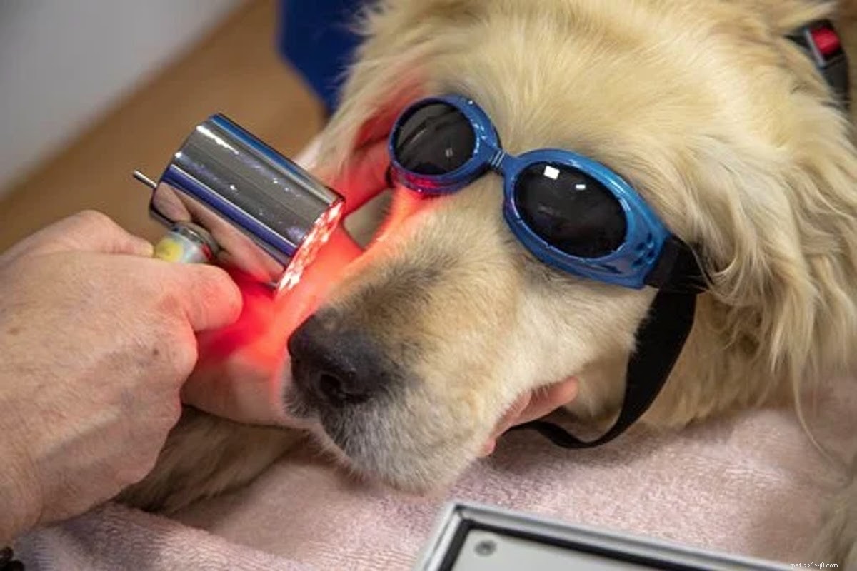 É seguro colocar peróxido de hidrogênio em uma ferida de cachorro?