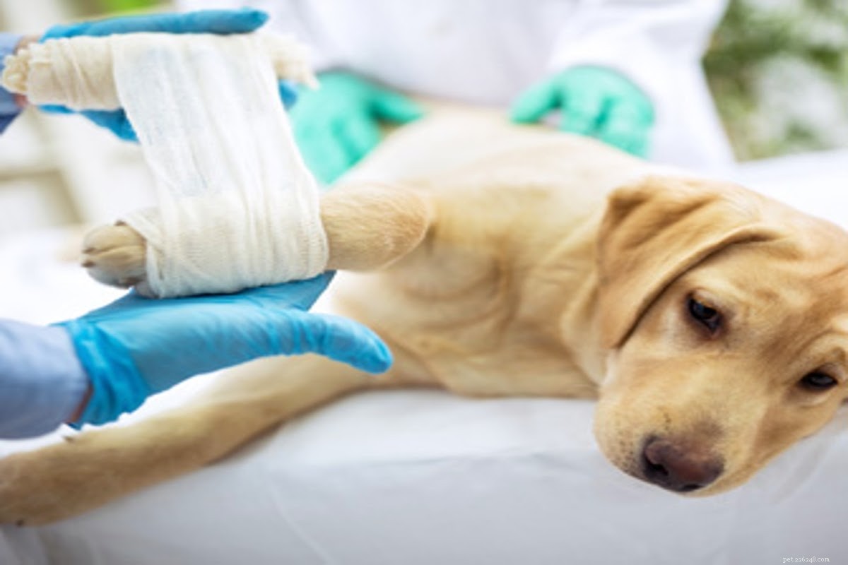 Is het veilig om waterstofperoxide op een hondenwond aan te brengen?