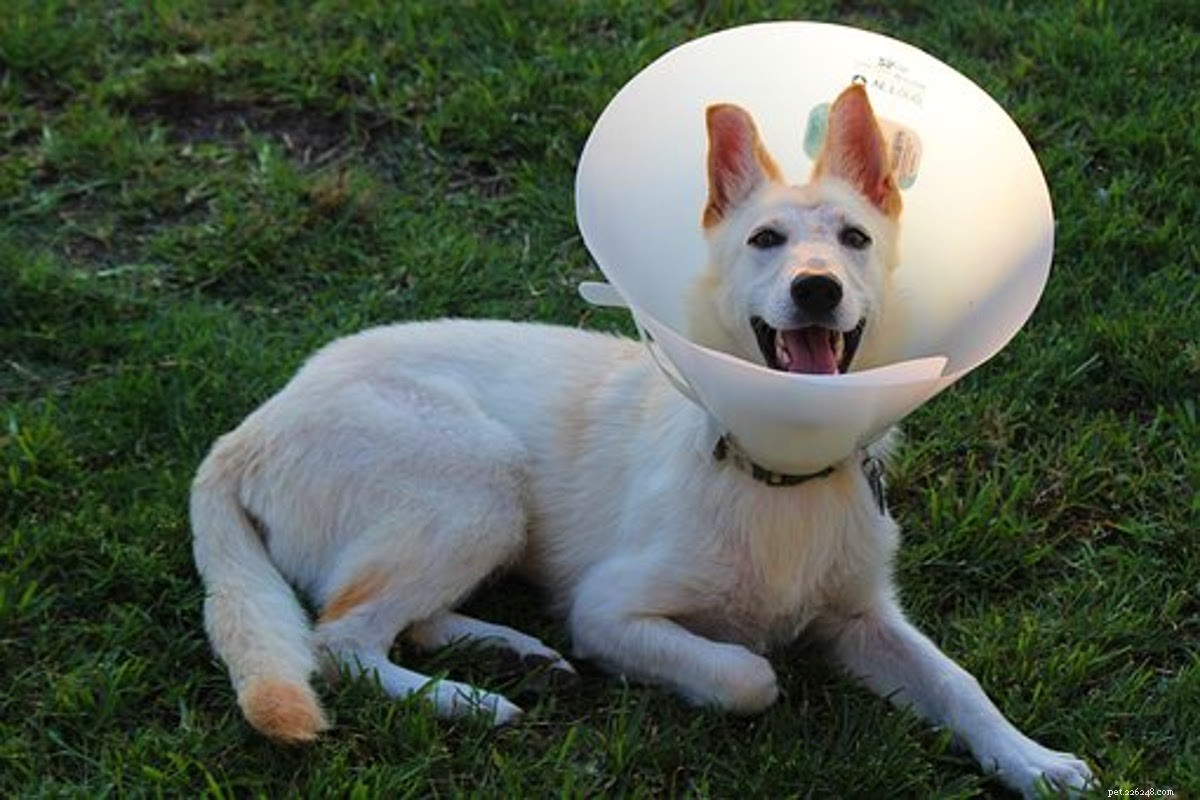 È sicuro mettere il perossido di idrogeno su una ferita del cane?