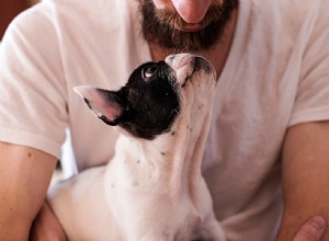 Presentes que todo novo dono de cachorro precisa (mesmo que não saiba)