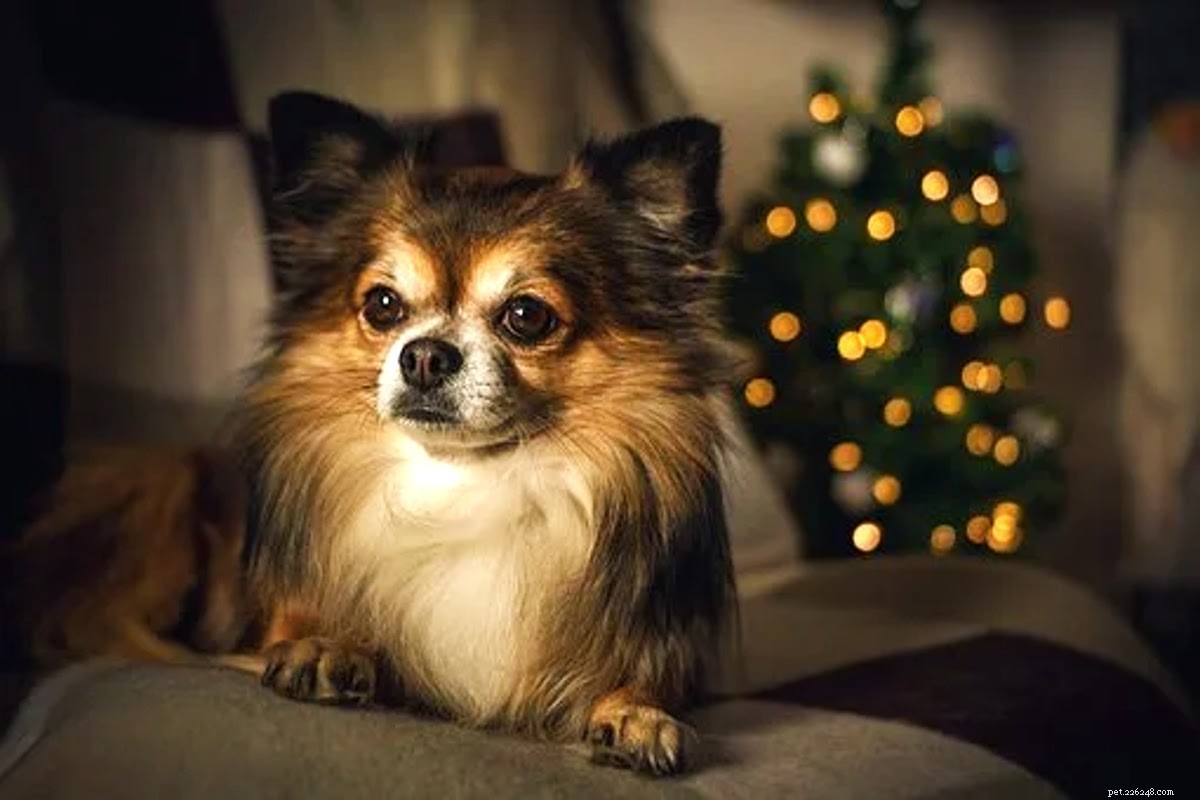 Dárky, dárky a punčochy pro psa (majitele) ve vašem životě