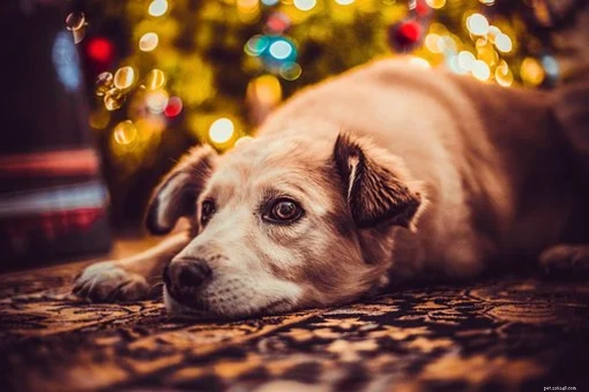 Dárky, dárky a punčochy pro psa (majitele) ve vašem životě