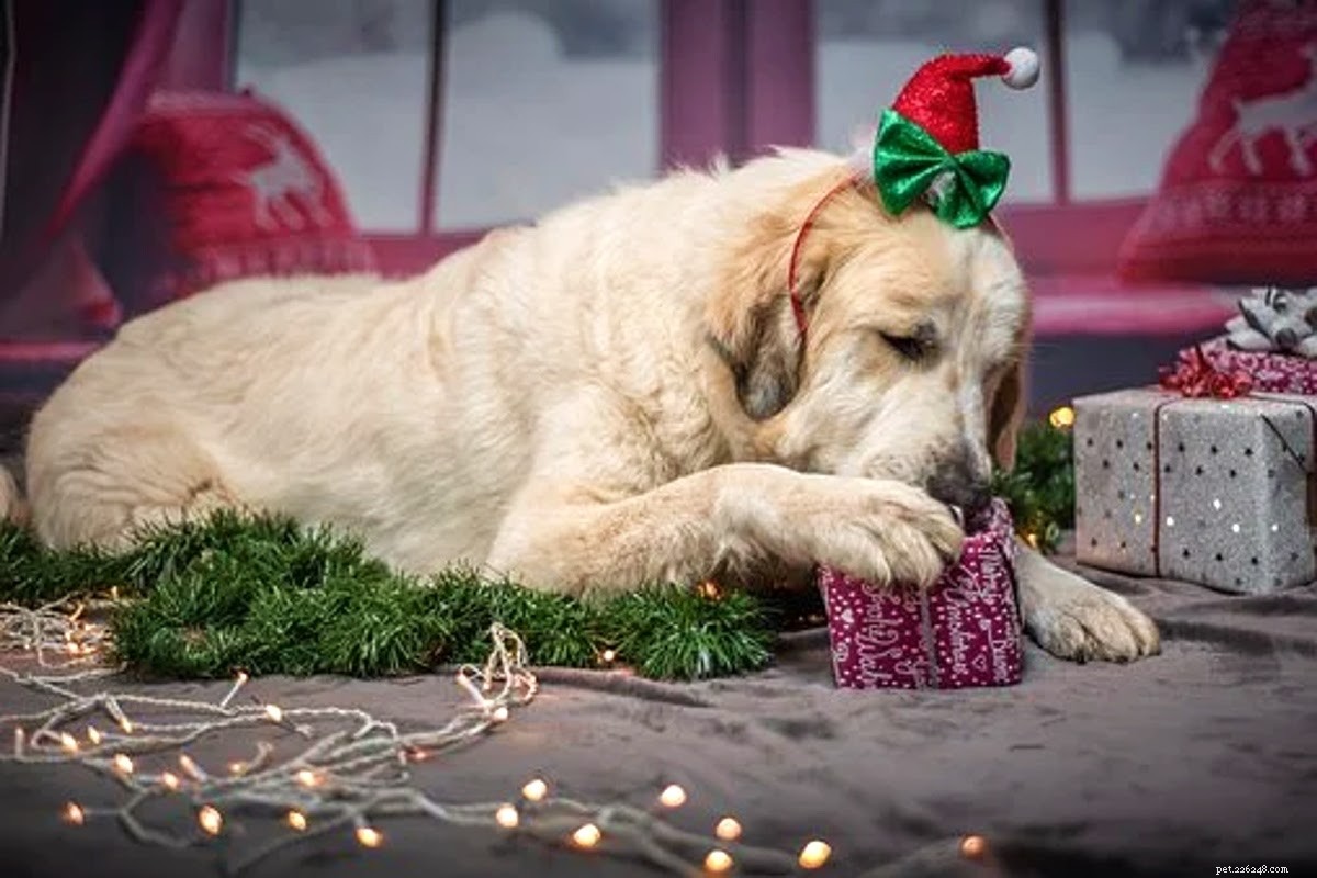 Presentes, presentes e brinquedos para o cão (donos) em sua vida