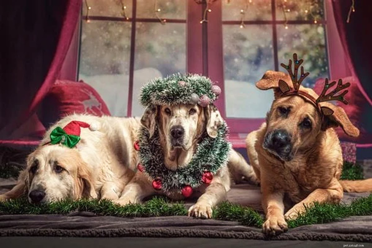 Cadeaux, cadeaux et bas de Noël pour les chiens (propriétaires) de votre vie