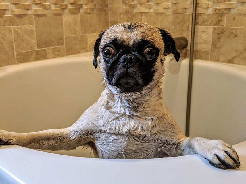Como dar banho em um cachorro (parte 2):hora do banho