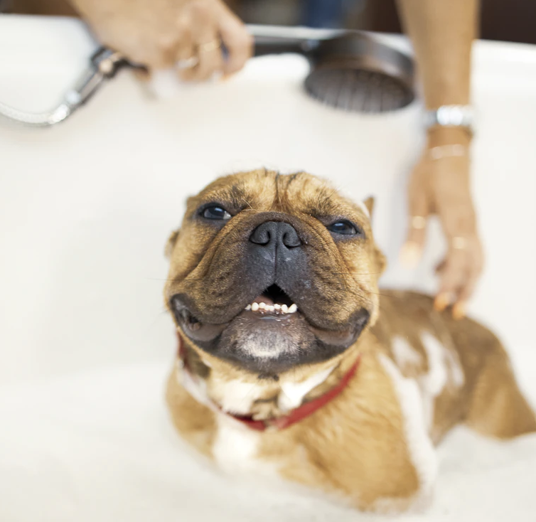 Comment donner le bain à un chien (2e partie) :l heure du bain