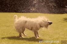 Een hond wassen (deel 2):​​Bathtime