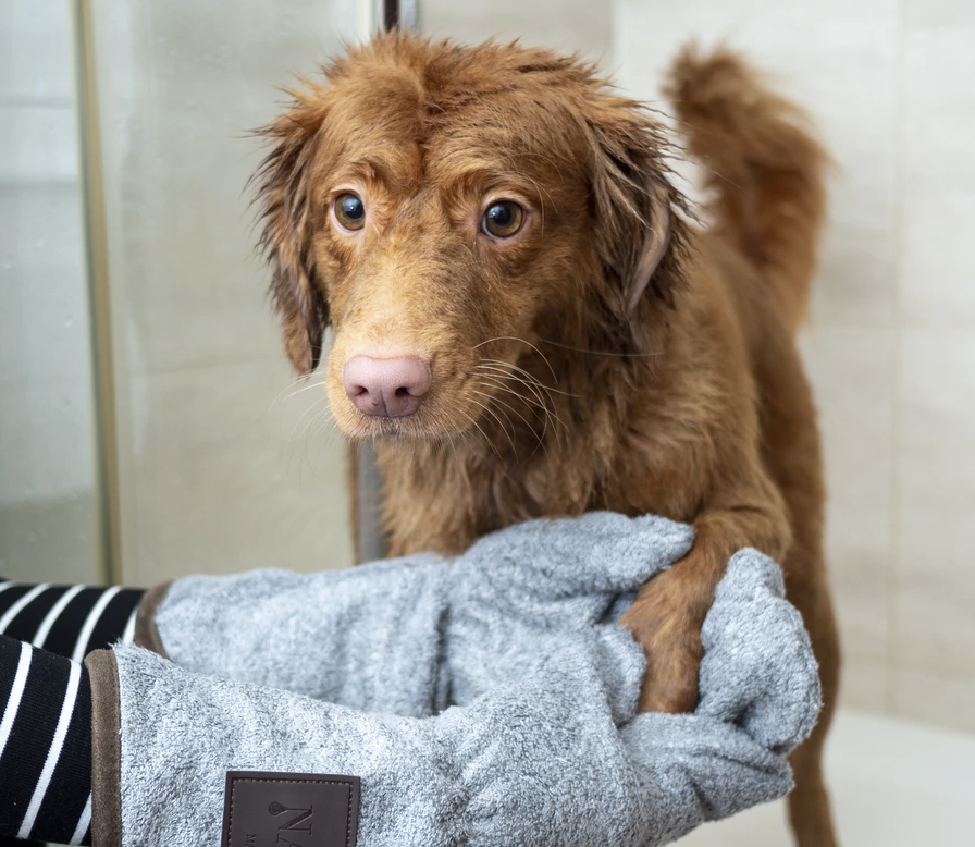 Comment donner le bain à un chien (2e partie) :l heure du bain