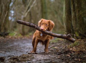 Como dar banho em um cachorro (parte 1):preparando seu cachorro para o banho