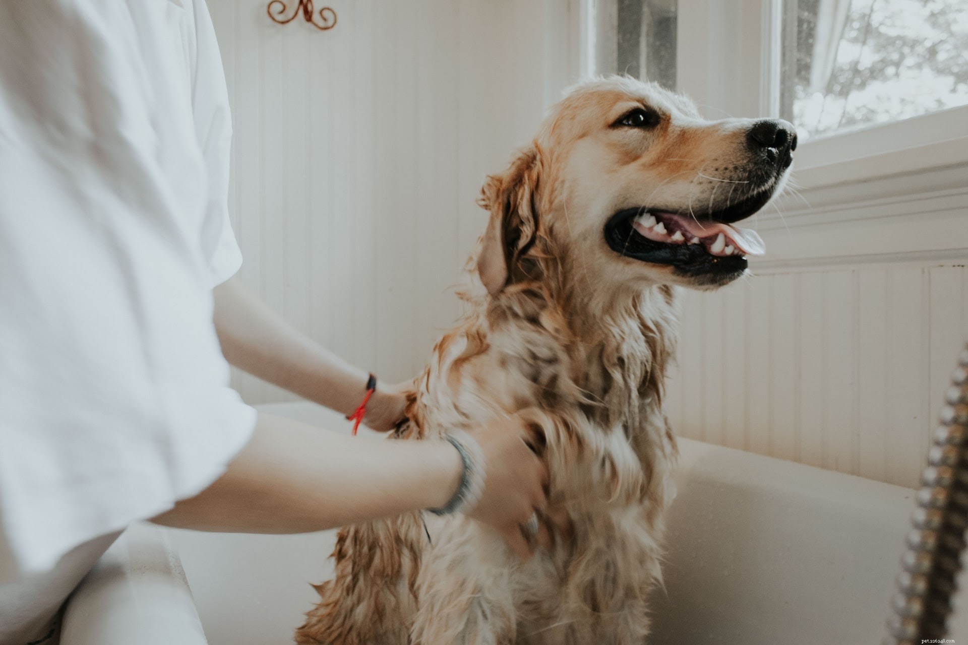 Come fare il bagno a un cane (parte 1):preparare il cane per il bagno
