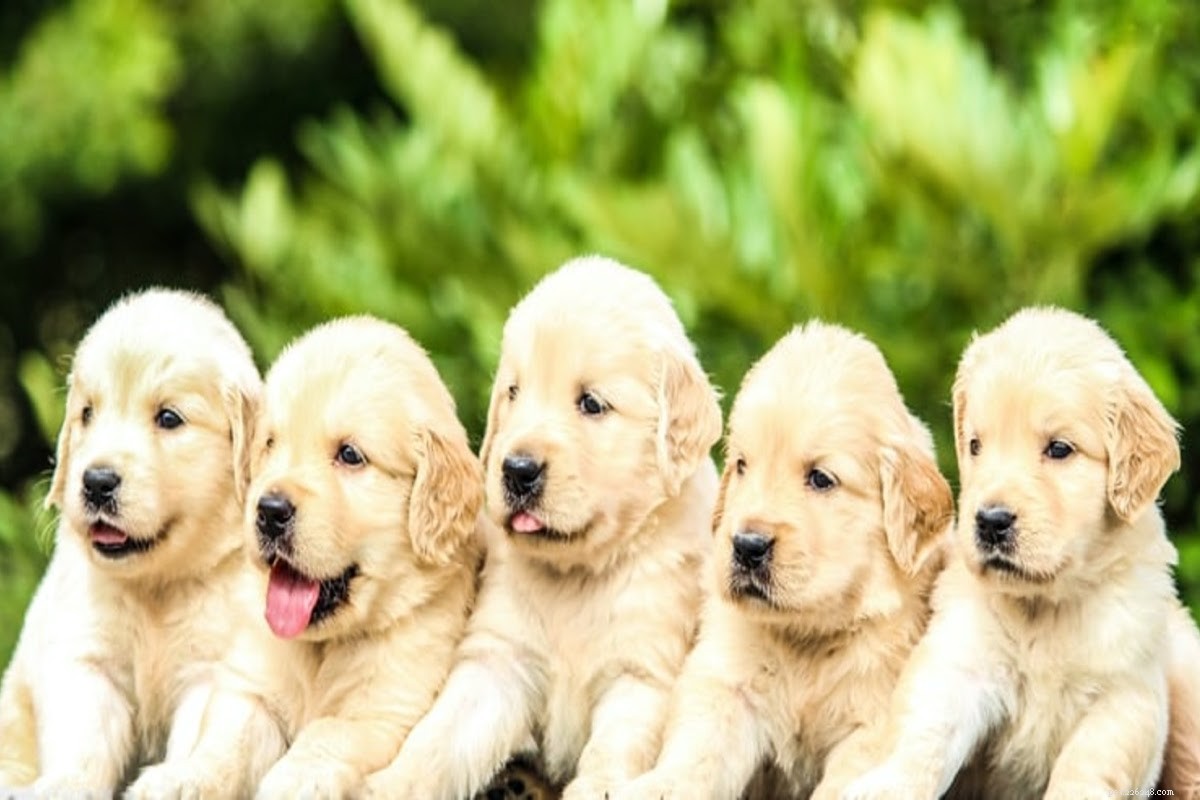 Spray pour plaies canines :qu est-ce que c est et devriez-vous investir ?