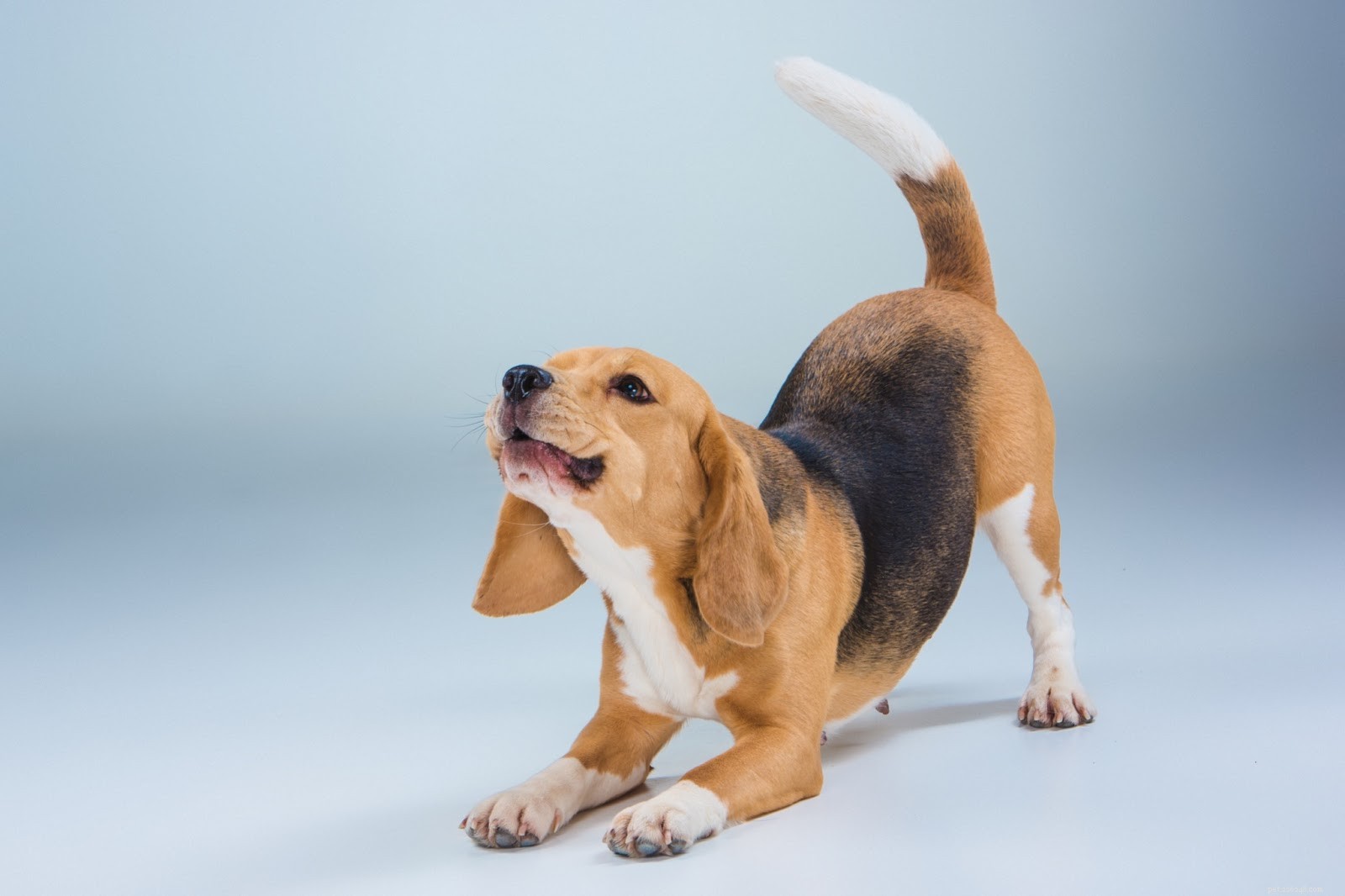 Tips en trucs om snel een hondenwond te genezen