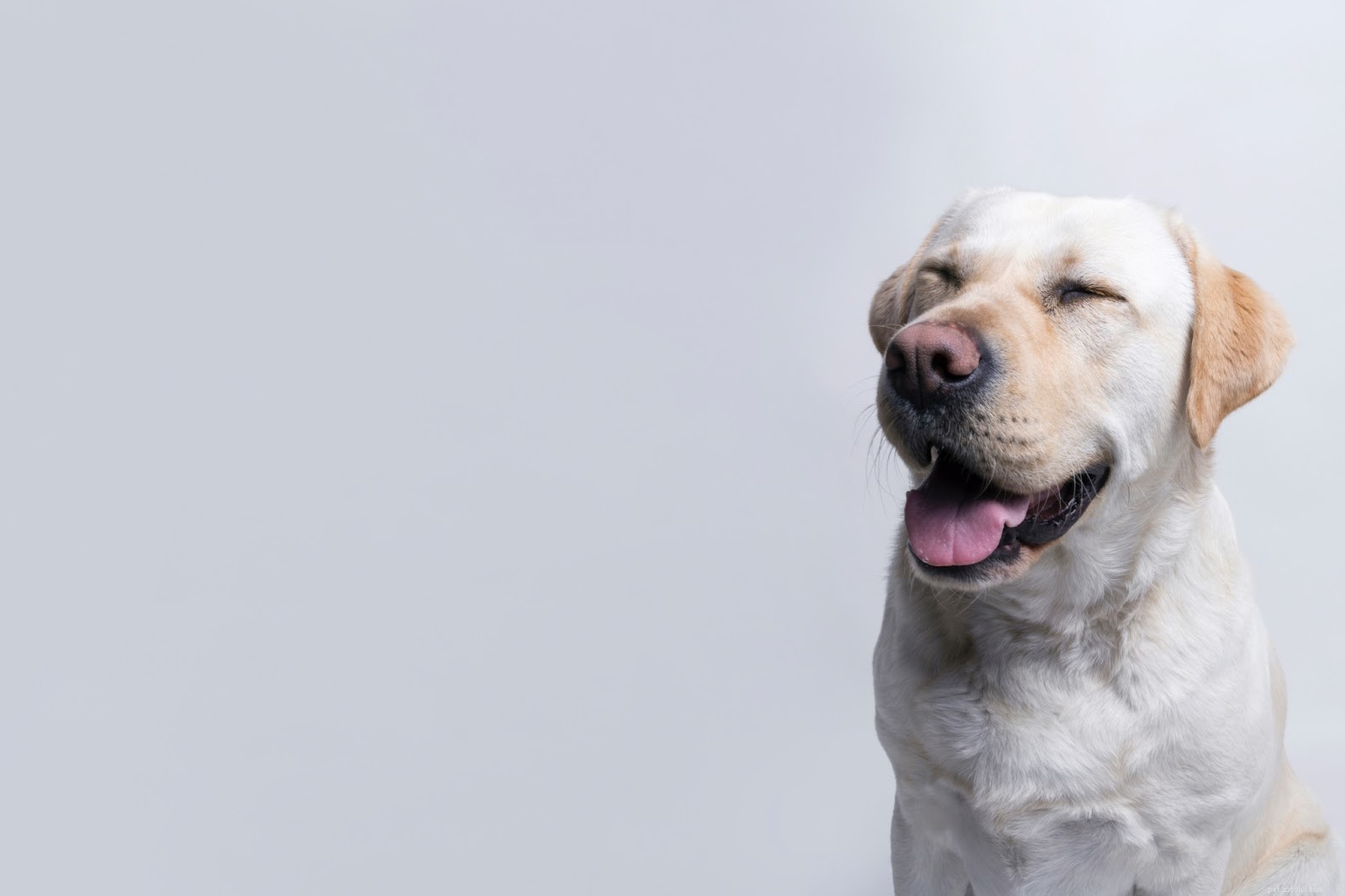 Tipy a triky, jak rychle vyléčit zranění psa