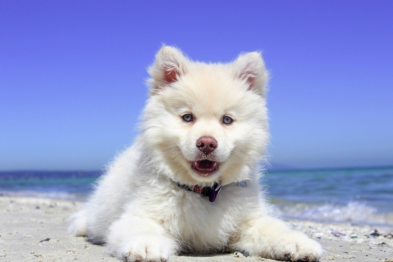 여름 태양으로부터 강아지 피부를 보호하는 방법