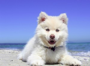 夏の太陽からあなたの子犬の肌を保護する方法 