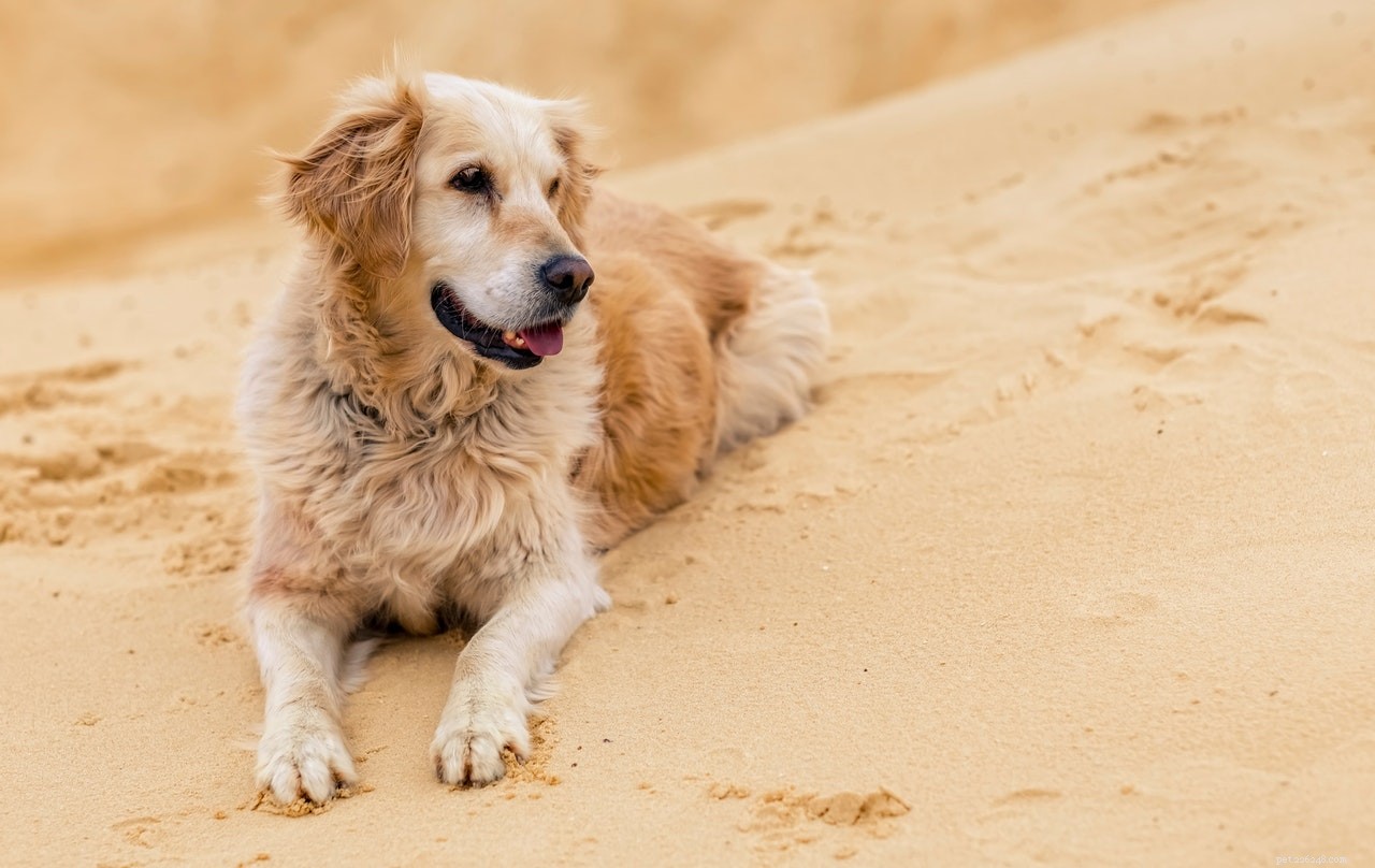 Hoe u de huid van uw pup kunt beschermen tegen de zomerzon