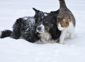 Depressão sazonal em animais de estimação:eles têm? (E como tratá-lo)