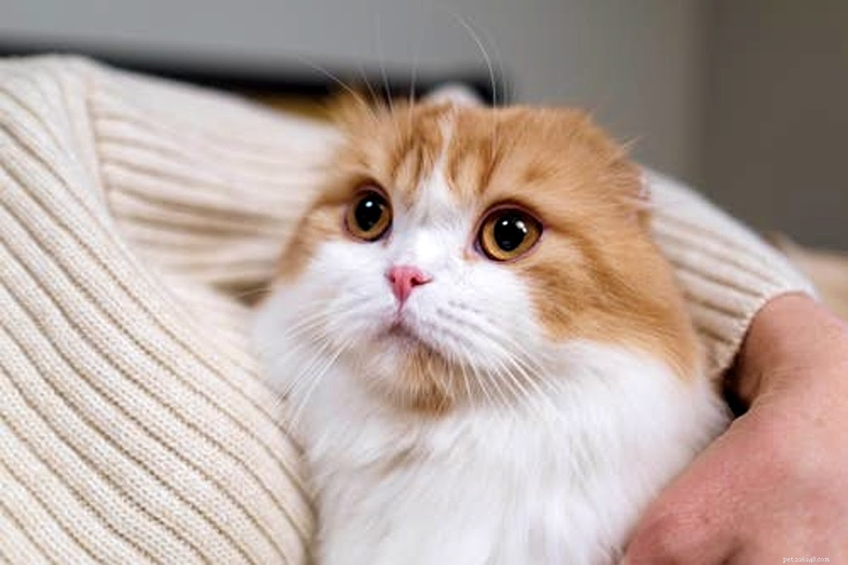 Dárek Purr-Fect pro nového majitele kočky ve vašem životě