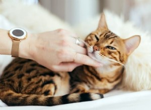 Подарки для владельцев кошек:полное руководство к празднику [2021]