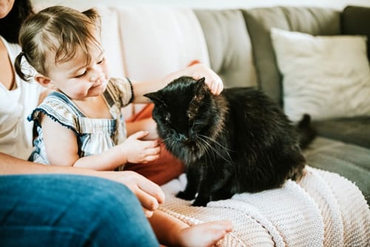 Dárky pro majitele koček:Nejlepší průvodce prázdninami [2021]