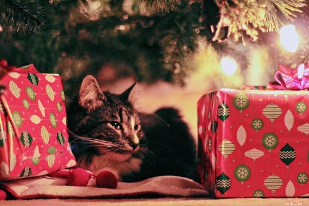 고양이 주인을 위한 선물:최고의 휴가 가이드 [2021]