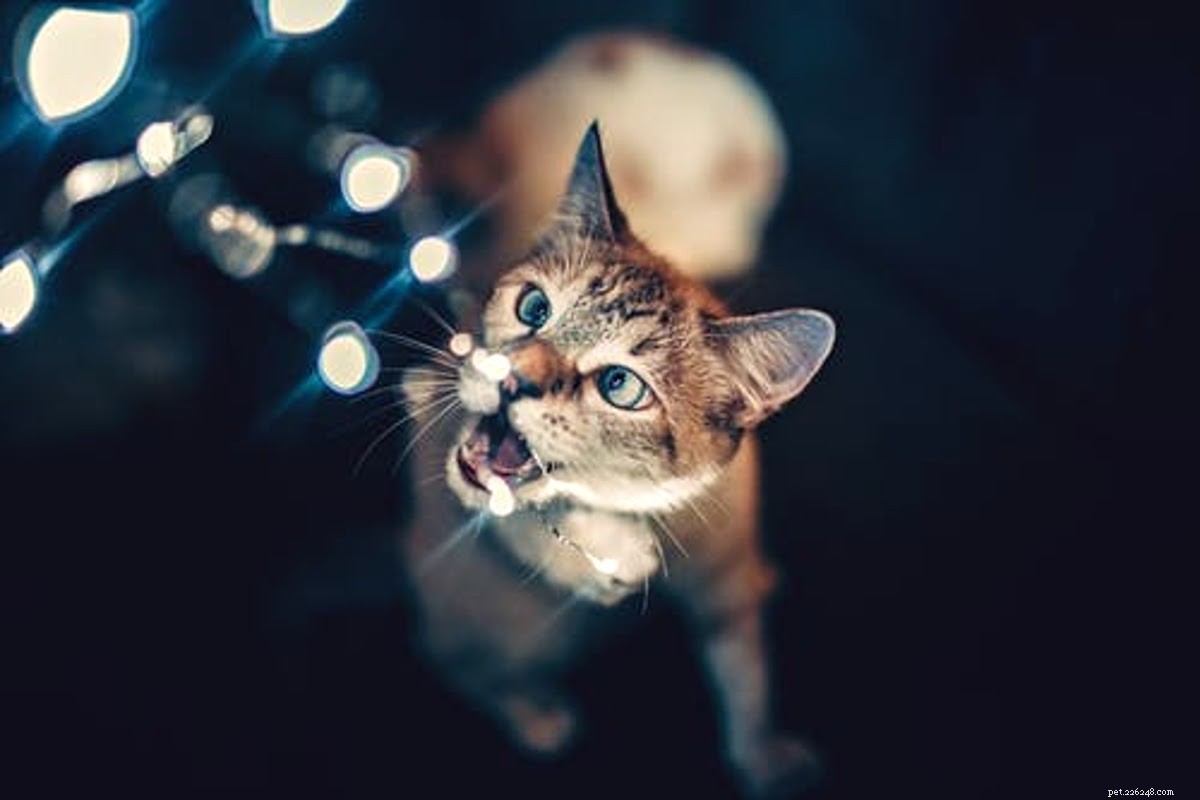 Cadeaux pour les propriétaires de chats :le guide ultime des fêtes [2021]