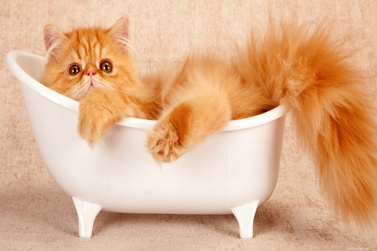 Hur man badar en katt (del 2):​​Badtid