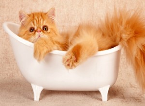 猫の入浴方法（パート2）：入浴時間 