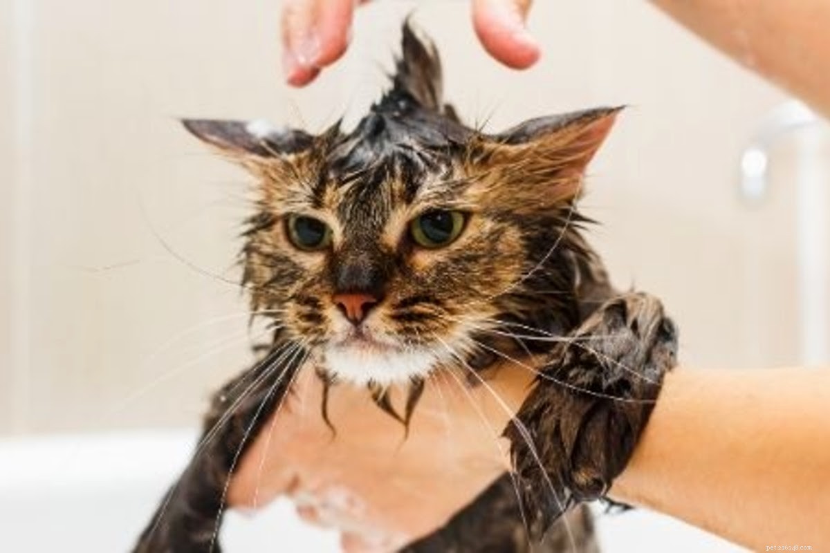 Como dar banho em um gato (Parte 2):Hora do banho