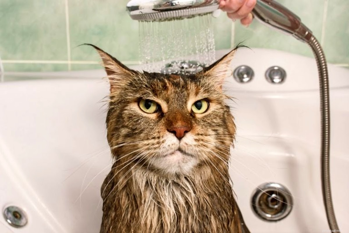 Comment donner le bain à un chat (Partie 1) :Comment préparer un chat pour le bain