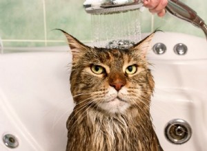 Как купать кошку (часть 1):Как подготовить кошку к купанию